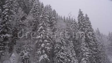 冬天降雪在山松林与雪的圣诞树。 慢动作。